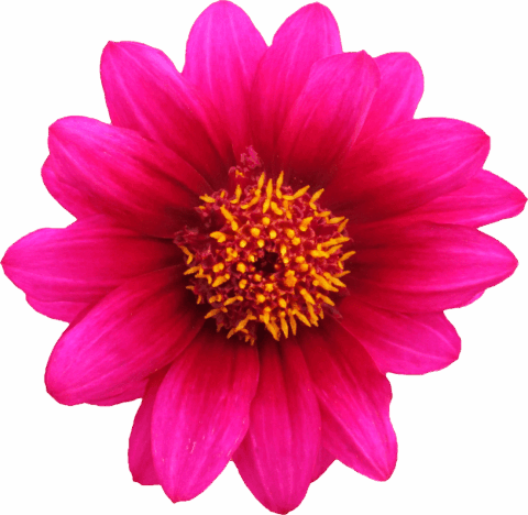 Flower-Favicon-Small