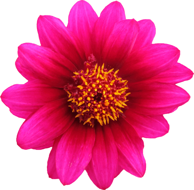 Flower-Favicon-Small