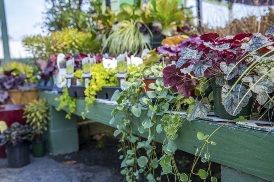 Garden Center - Section 2 (CURATED) -_JB_4626