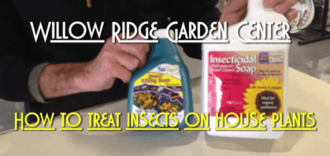 Control Indoor Plant Pests