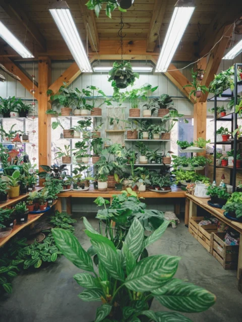 Houseplants