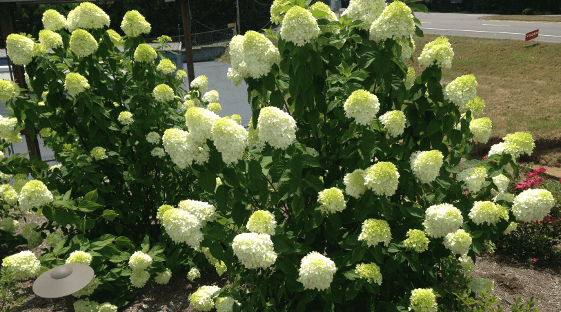 Blooming Heat Tolerant Plants