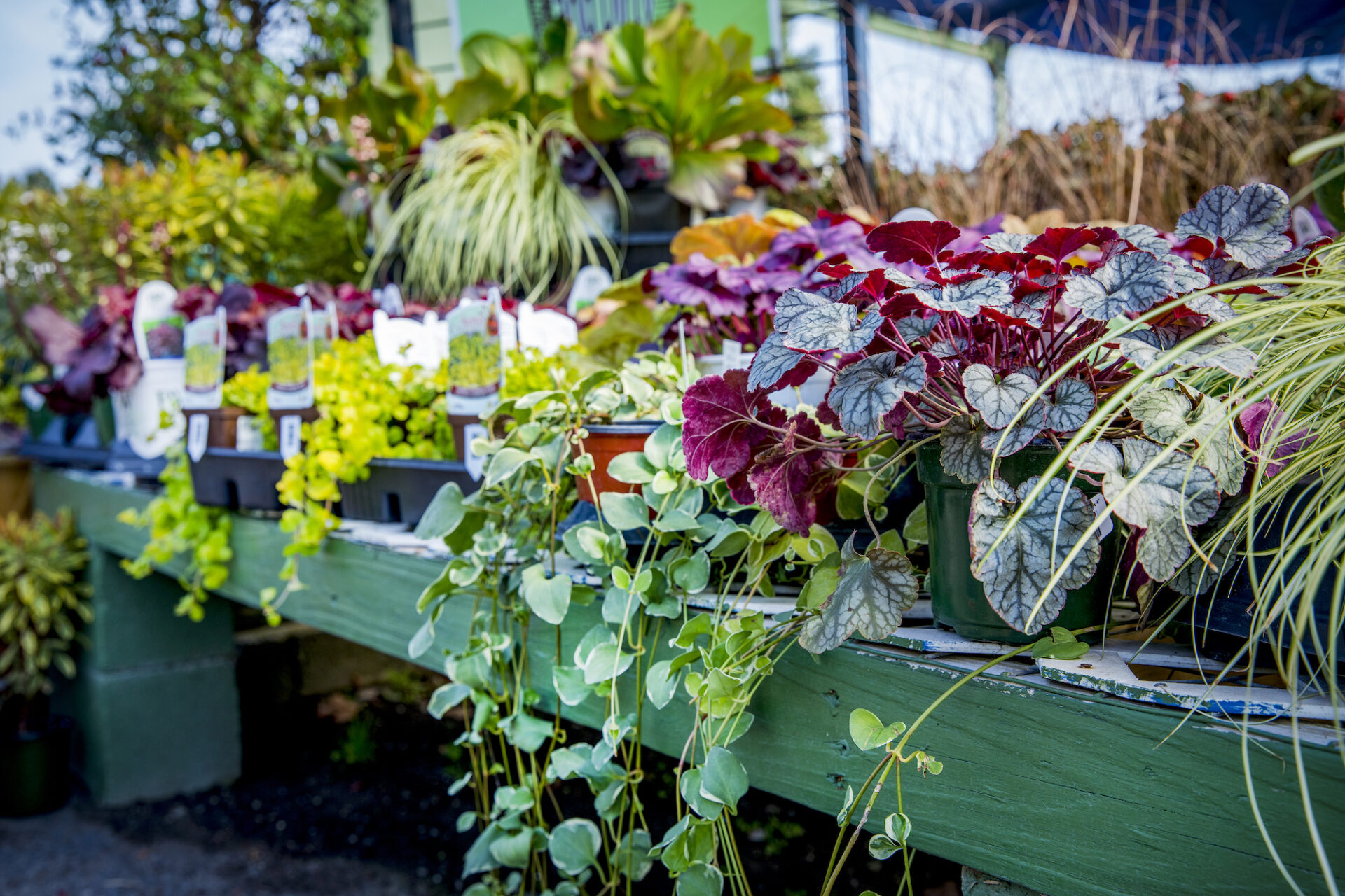 Local Landscaping Services