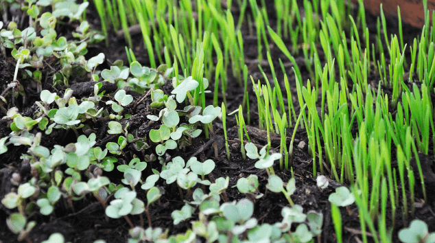 growing microgreens indoors