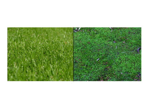 Lawn Moss Control
