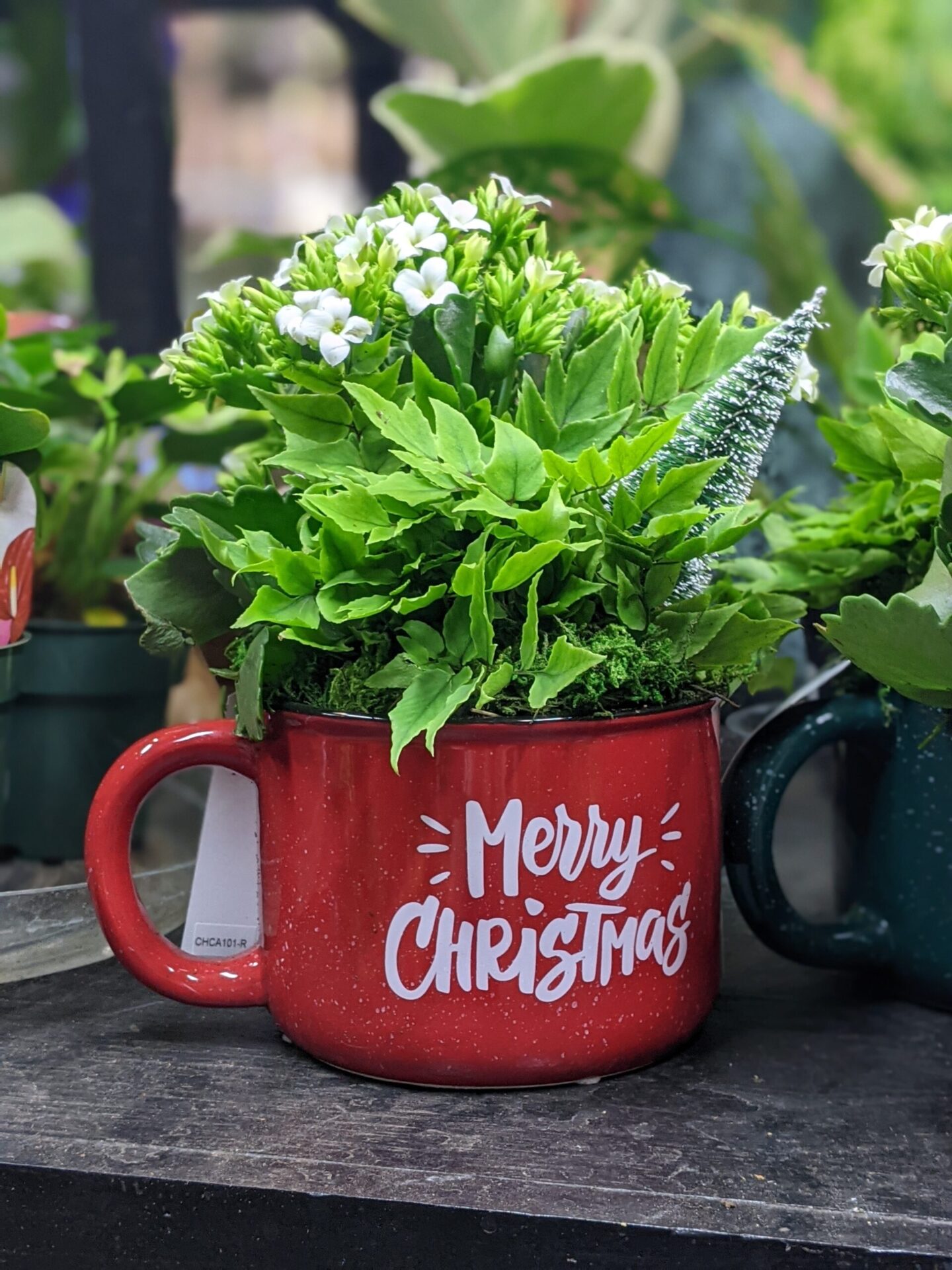 What Are The Best Houseplants For Low To No Light?