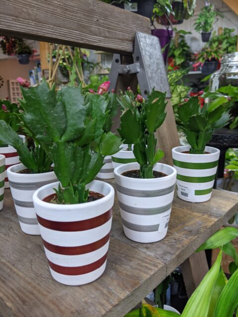 When Should I Water My Houseplants?