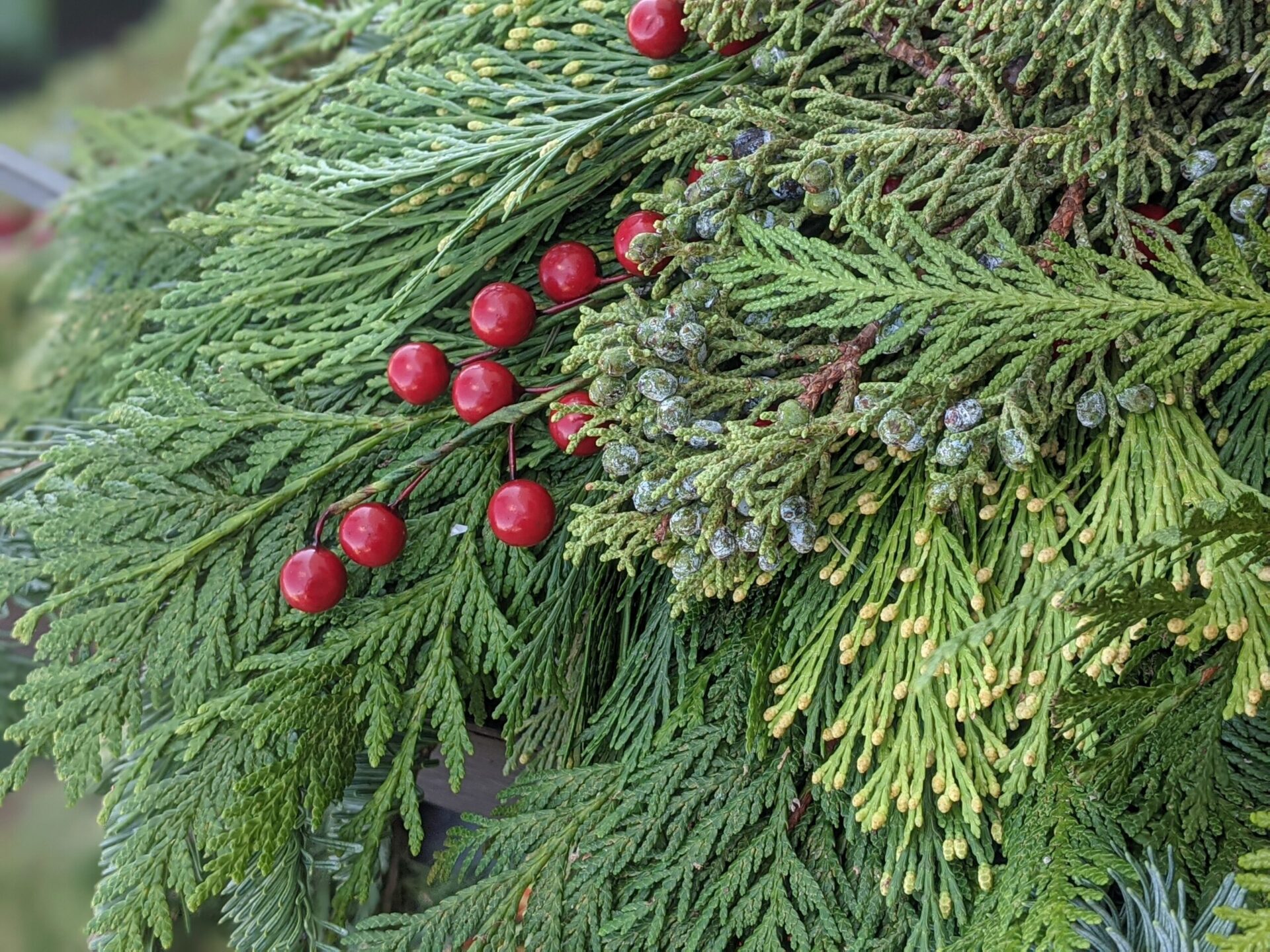 Norfolk Island Pine Care