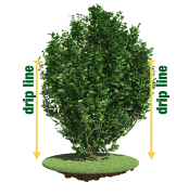 Fertilizing New or Established Trees and Shrubs