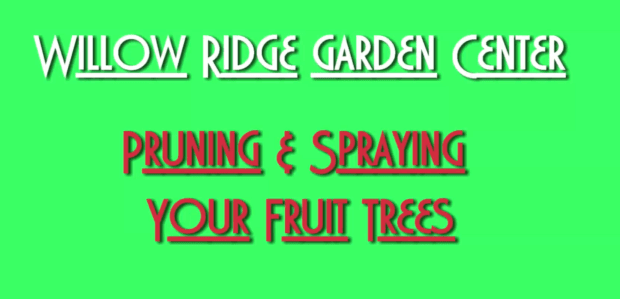 pruning and spraying fruit trees