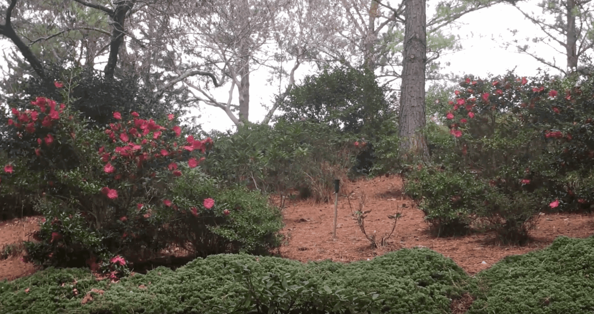 Ask The Expert - Fall Plants