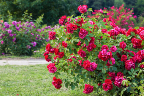 garden roses