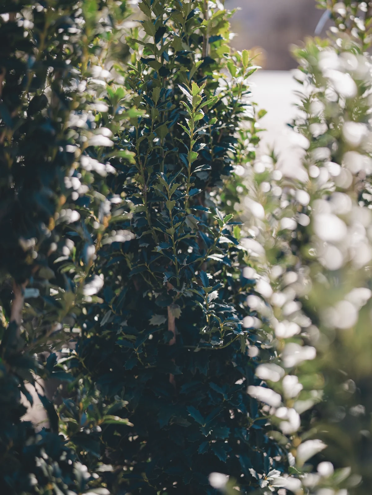 Video Library - HERO - RHP04530