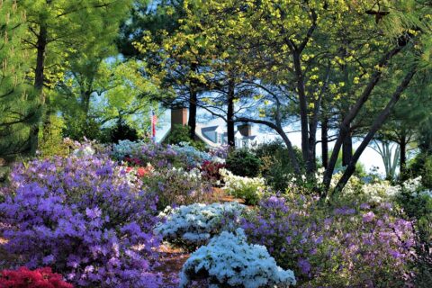 4 Plants That Look Great All Year Long Near Me