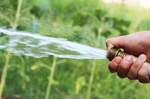 Summer Watering how to