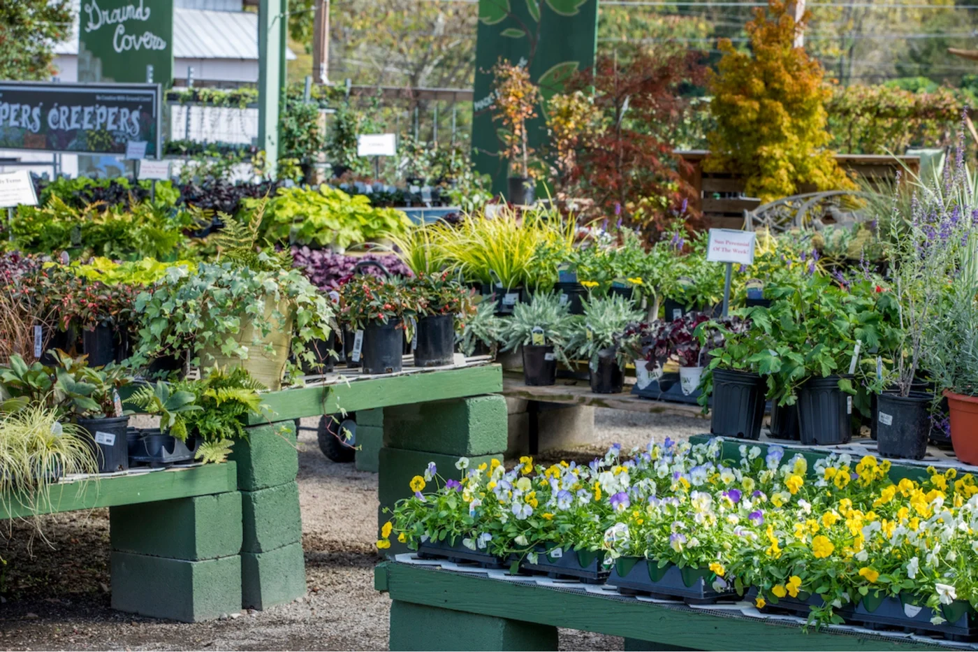 We Plan - Section 5 - Background image - Willow Ridge - Assets