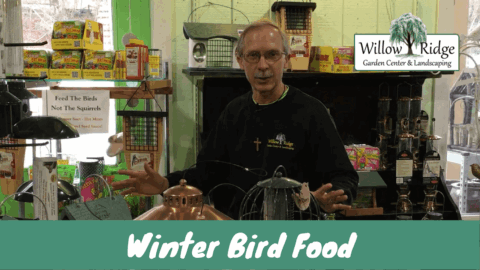 winter bird food