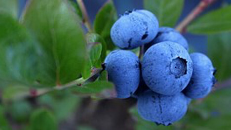 blueberries