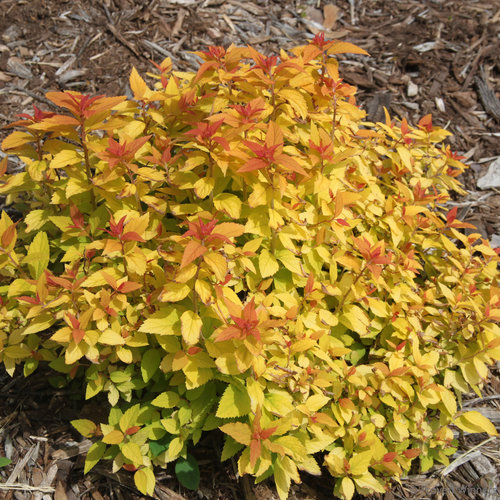 Double Play® Candy Corn® Spirea (Spiraea japonica) 2