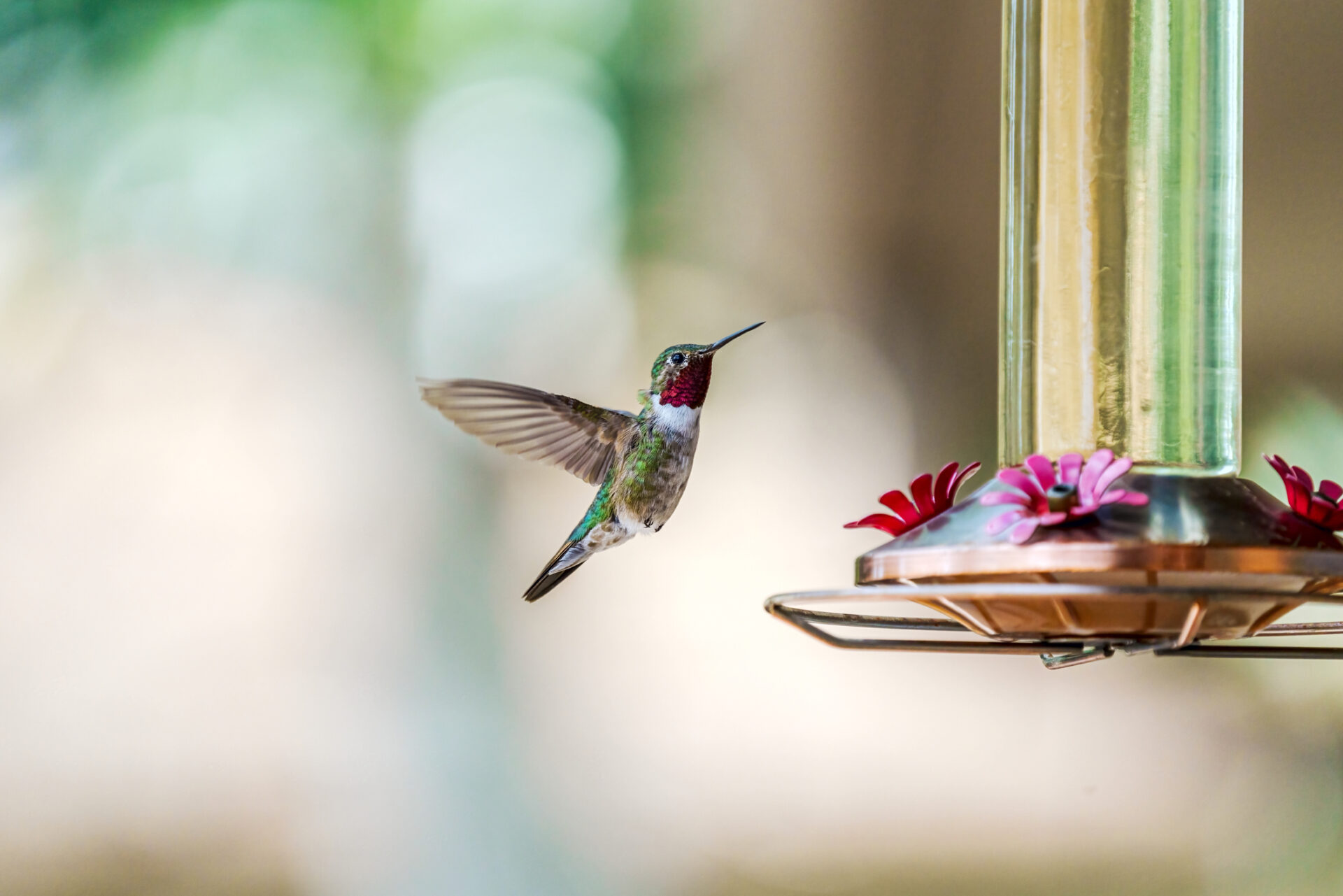 The Beauty of Hummingbirds Hummingbird and feeder