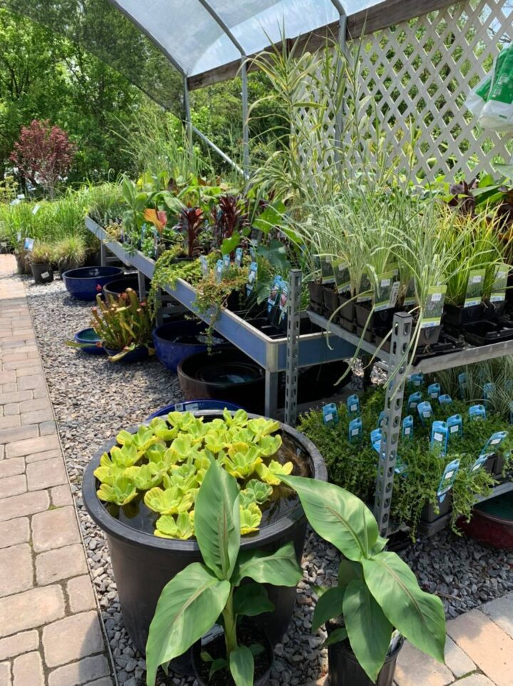 Growing Fall Crops - Willow Ridge Garden Center