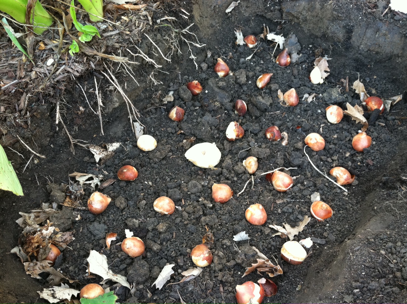 tulips2 seedlings planting